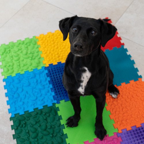 Sensorik Strukturmatten für Hunde Puzzle "Mega Mix" 18 Elemente